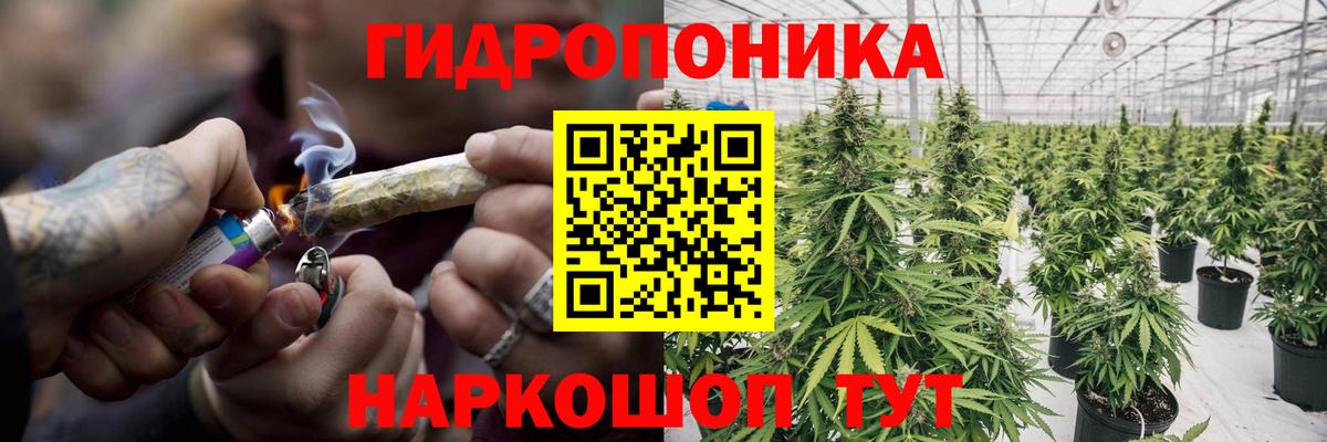 Конопля марихуана Ачхой-Мартан